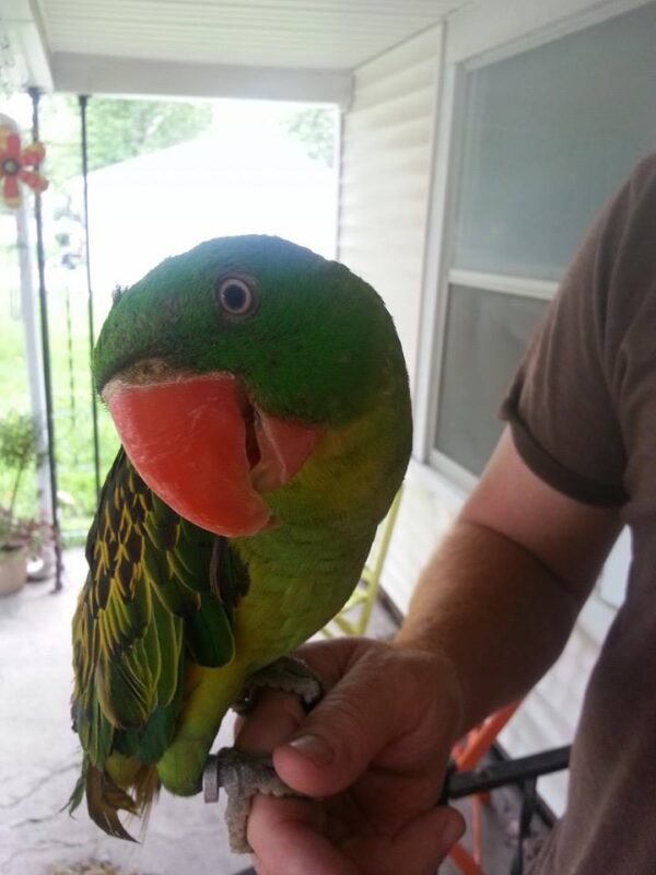 Buy GREAT-BILLED PARROT For Sale - Image 6