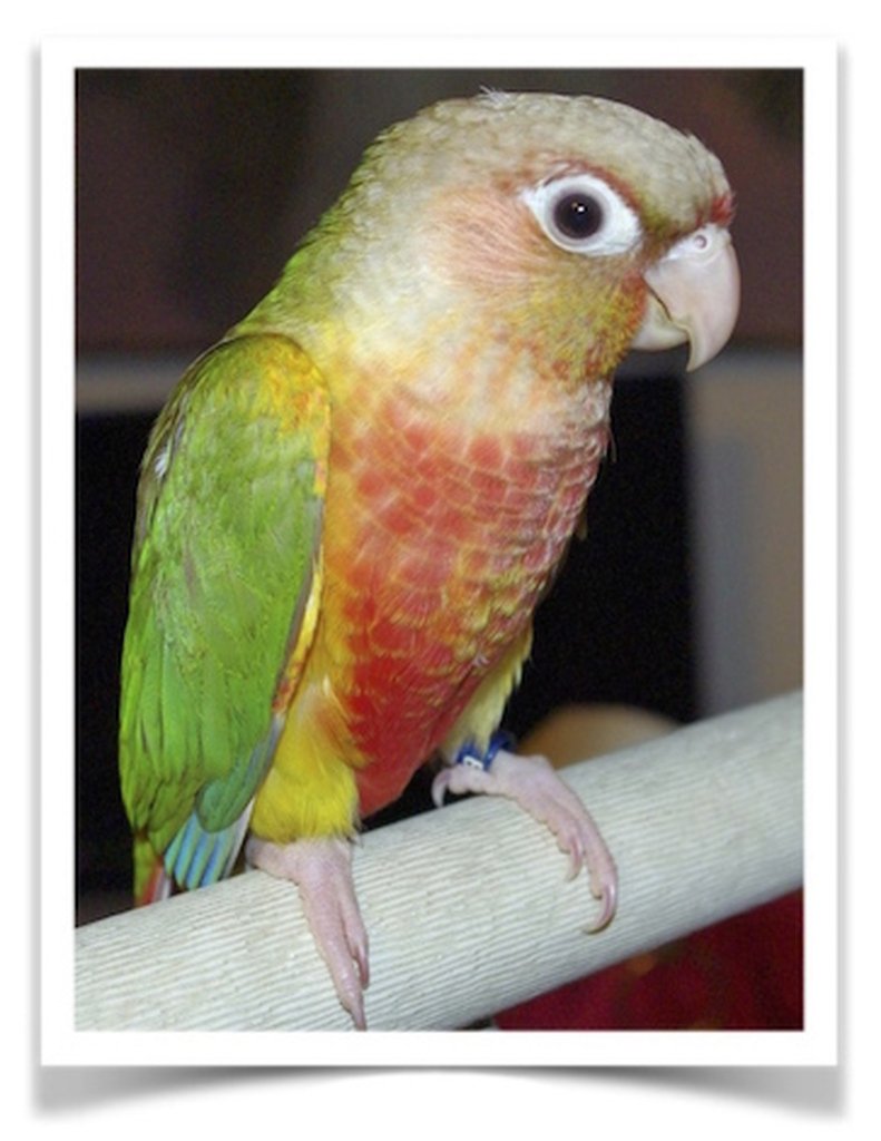 Buy Conure - Pineapple Green-Cheeked Online - Image 2