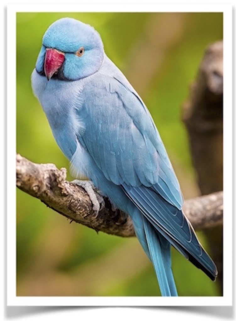 Buy Blue Indian Ringneck Parakeet Online - Image 2