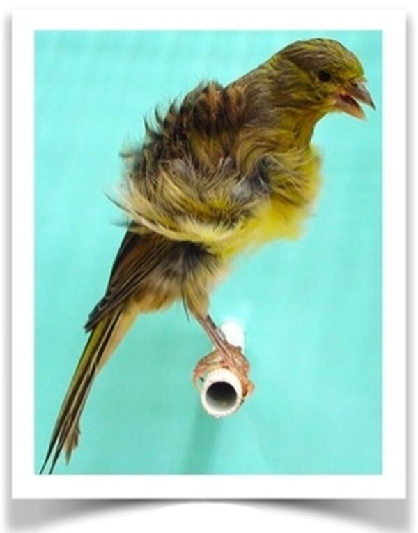 Buy Northern Dutch Frill Canary Online - Image 2