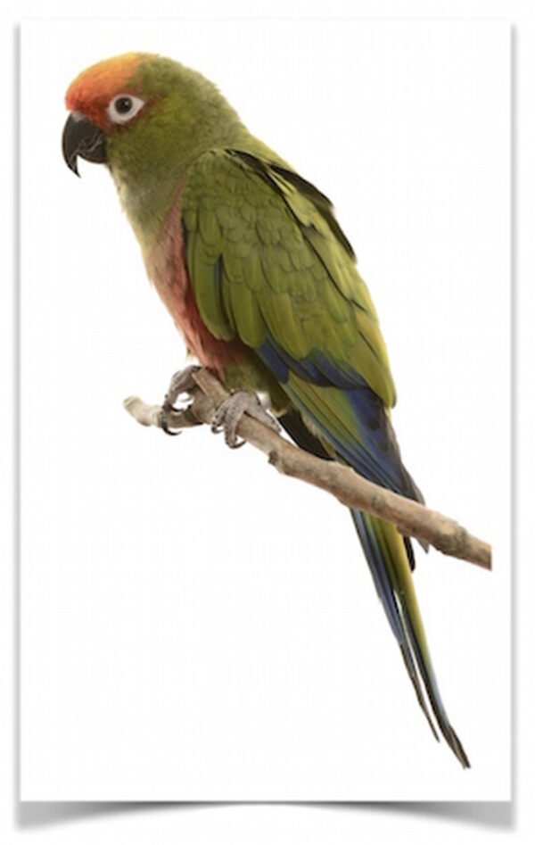 Buy Gold Capped Conure Online