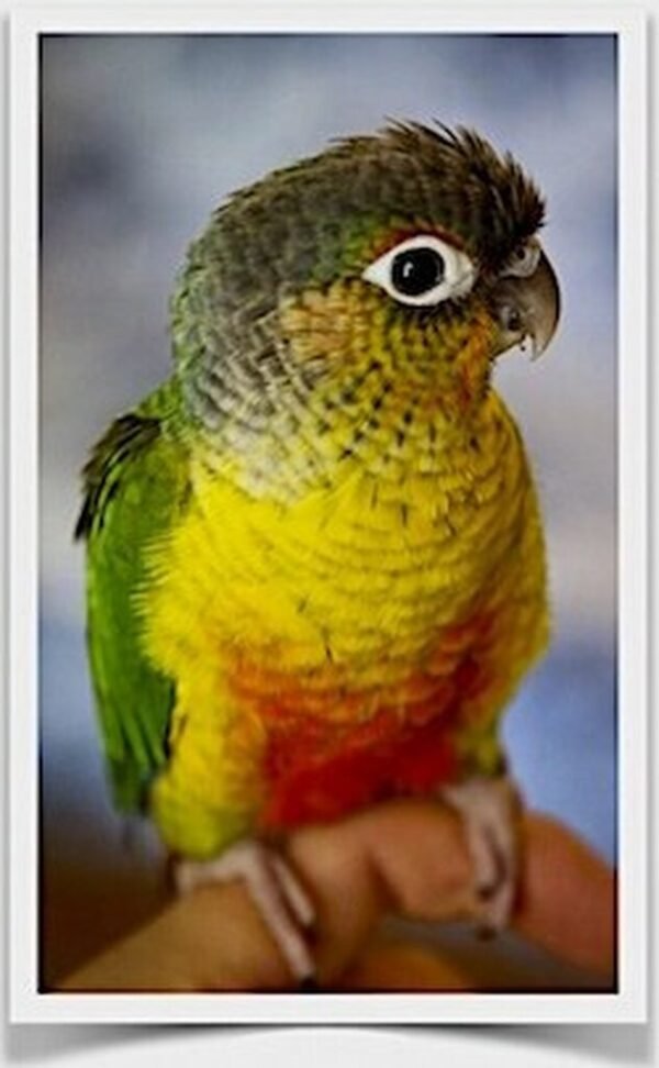 Buy Conure - Yellow-sided Green Cheek Online