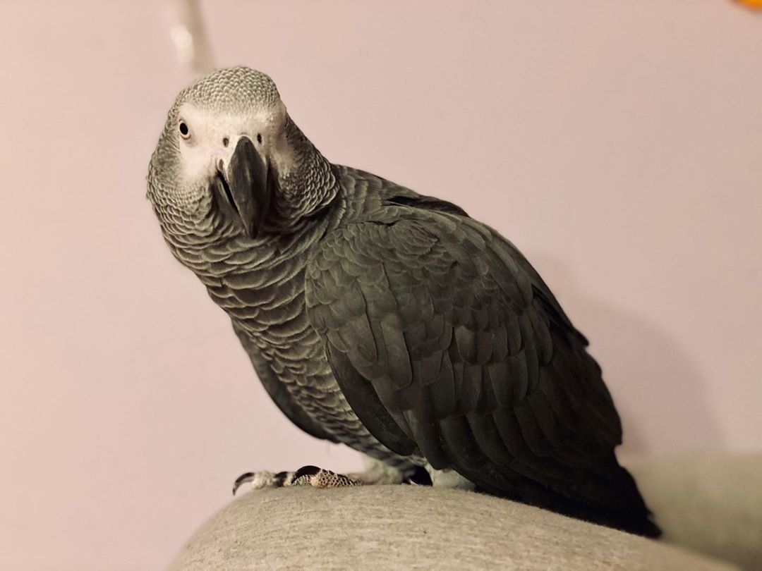 Congo African Grey
