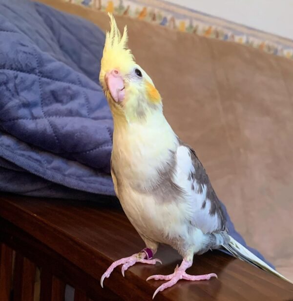 Pied Cockatiel