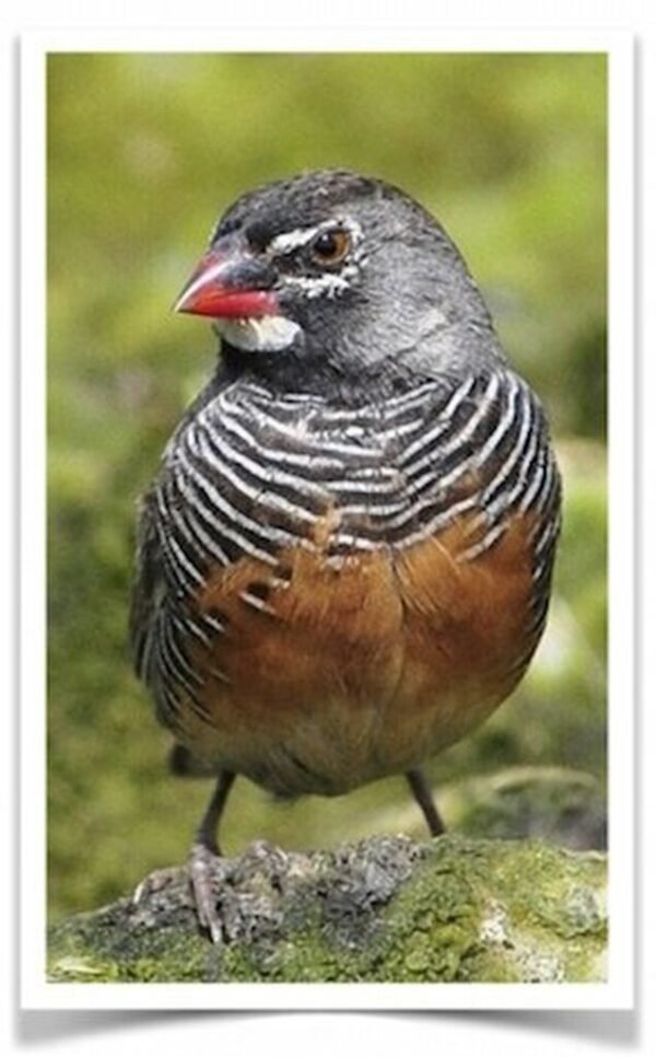 Buy African Quailfinch Online