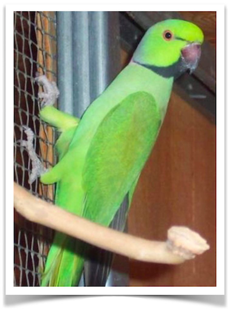 Buy African Ring-necked Parakeets Online - Image 2