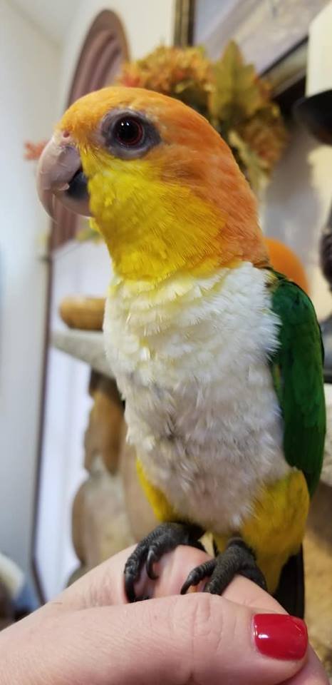 BUY WHITE BELLIED CAIQUE FOR SALE - Image 2