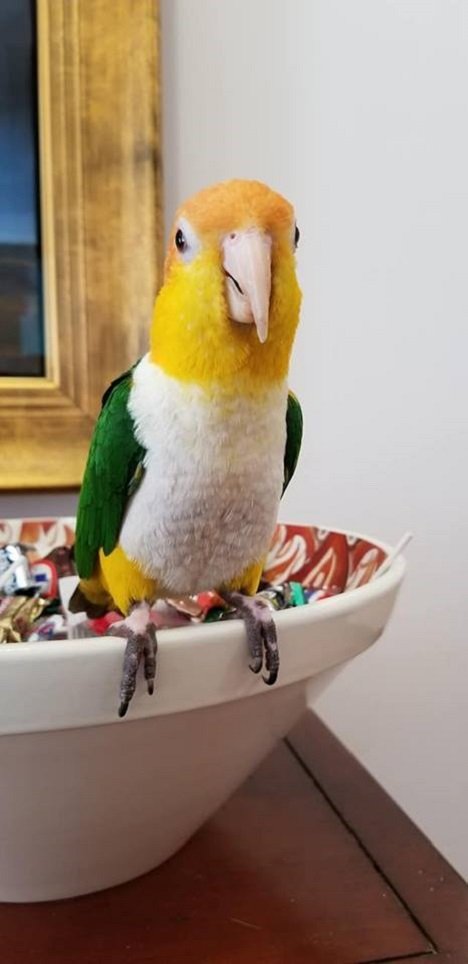 BUY WHITE BELLIED CAIQUE FOR SALE - Image 3