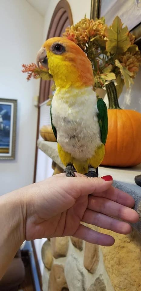 BUY WHITE BELLIED CAIQUE FOR SALE - Image 4