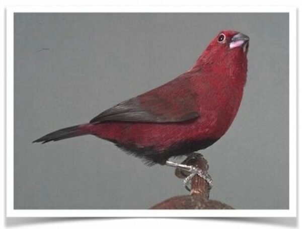 Buy Black-bellied Firefinch Online