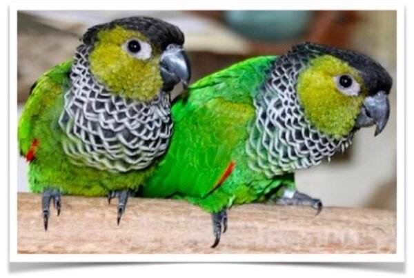 Buy Black-capped Conure - Black-capped parakeet - Rock conure Online - Image 3