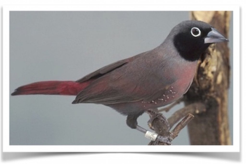 Buy Black-faced Firefinch Online