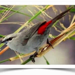 Buy Black-tailed Lavender Waxbill Online