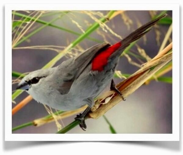 Buy Black-tailed Lavender Waxbill Online