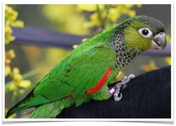 Buy Black-capped Conure - Black-capped parakeet - Rock conure Online