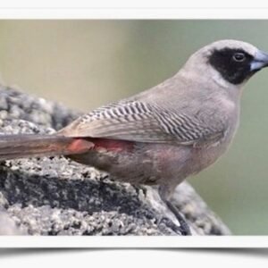 Buy Black-cheeked Waxbill Online