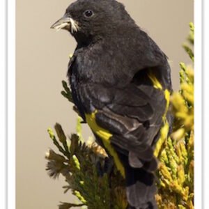 Buy Black Siskin Online