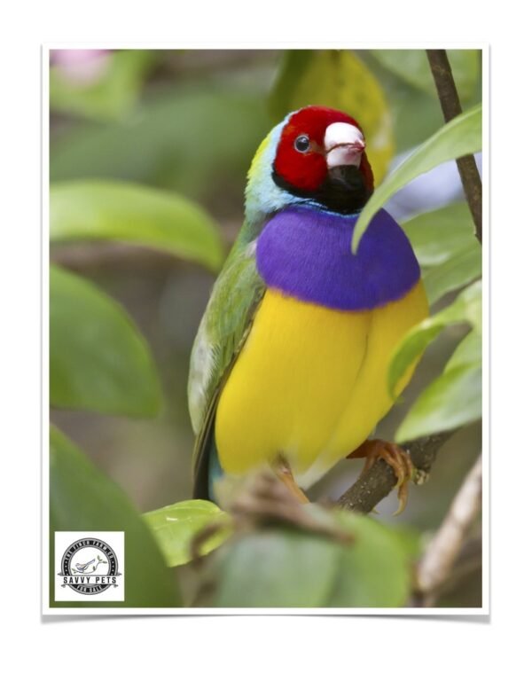 Buy Lady Gouldian Green Back Normal (BLACK HEAD MALE ONLY) Online - Image 2