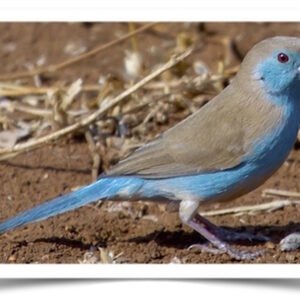 Buy Blue-breasted Cordon Bleu Online