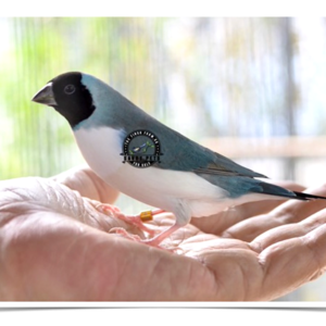 Buy Lady Gouldian Finch - Blue-back Online