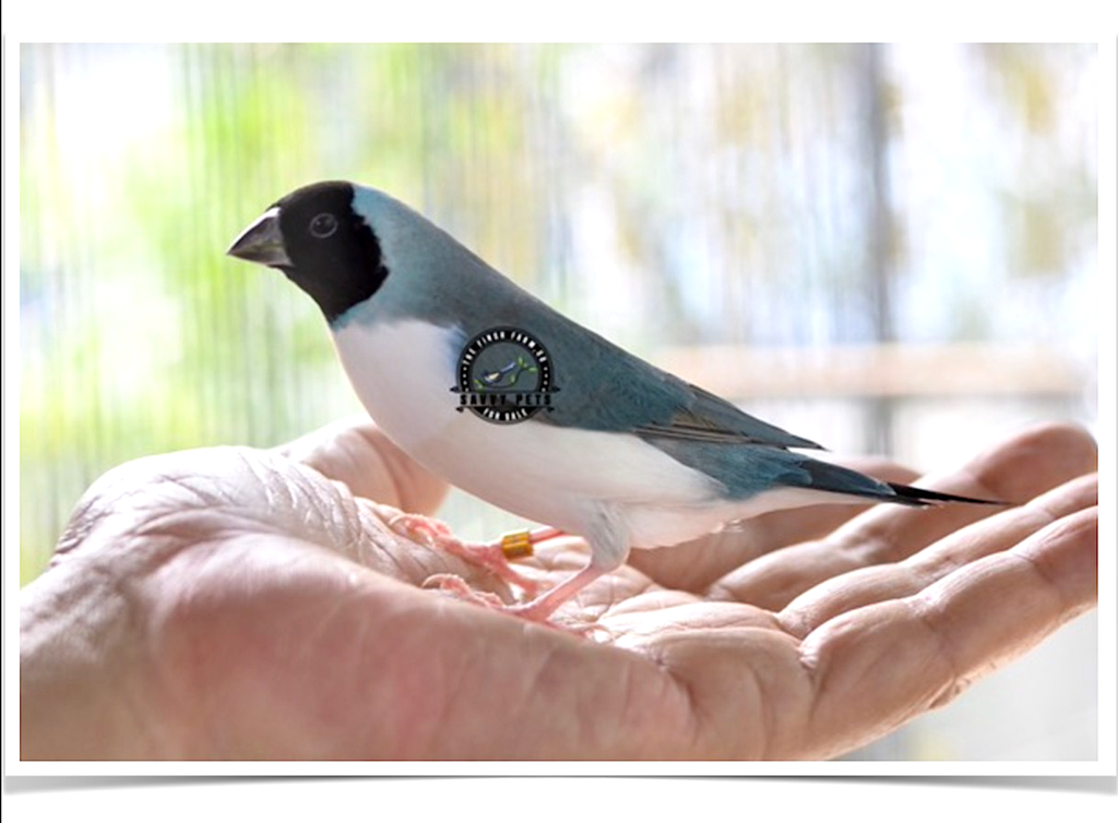 Buy Lady Gouldian Finch - Blue-back Online