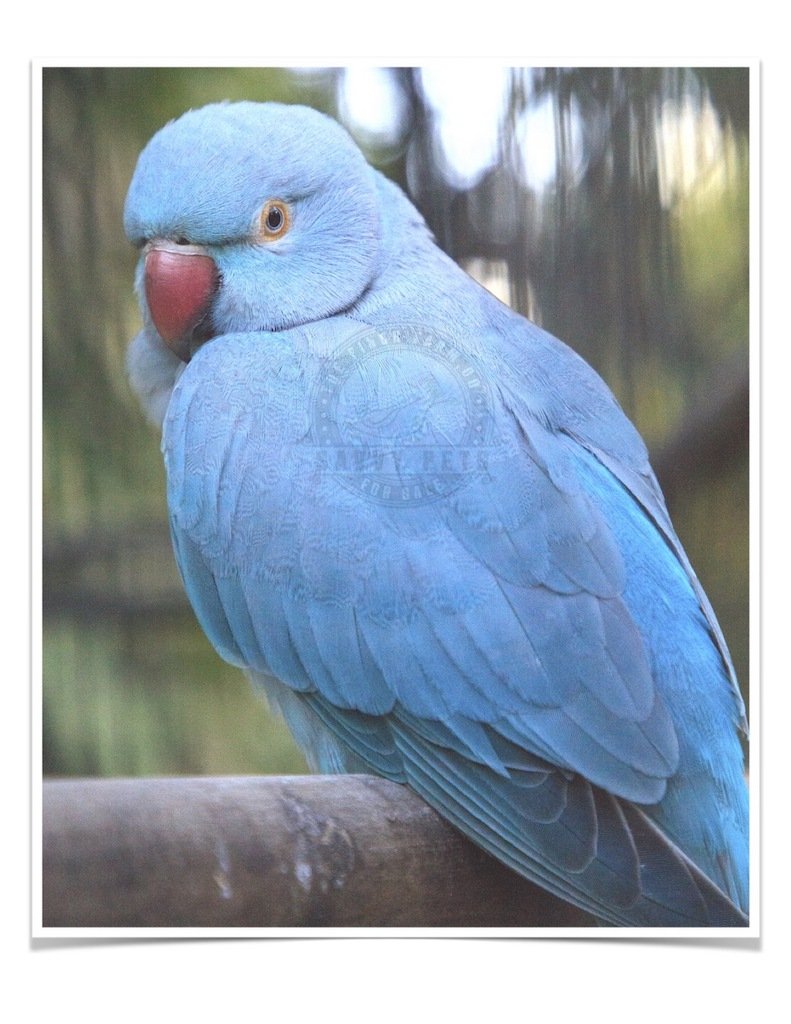 Buy Blue Indian Ringneck Parakeet Online
