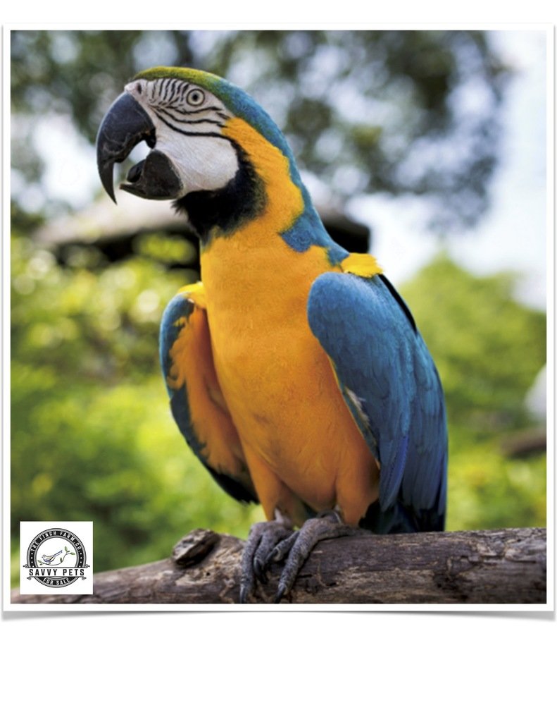 Buy Blue and Gold Macaw Online
