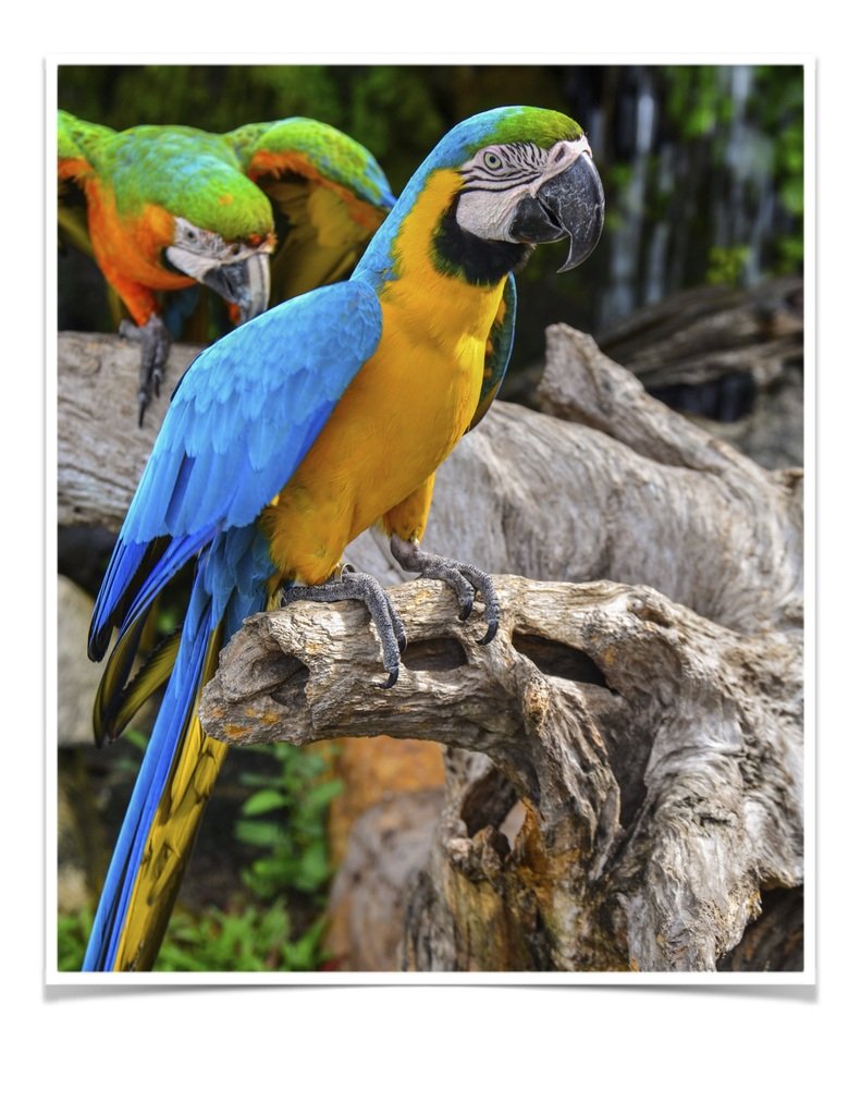 Buy Blue and Gold Macaw Online - Image 2