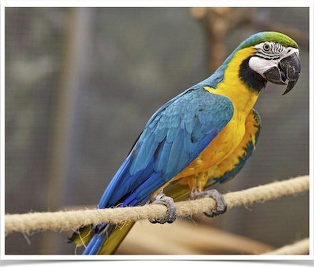 Buy Blue and Gold Macaw Online - Image 4