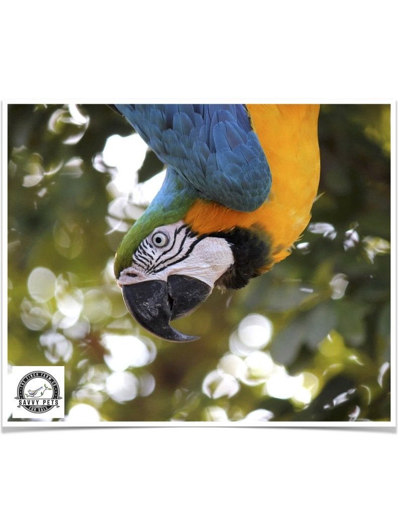 Buy Blue and Gold Macaw Online - Image 3