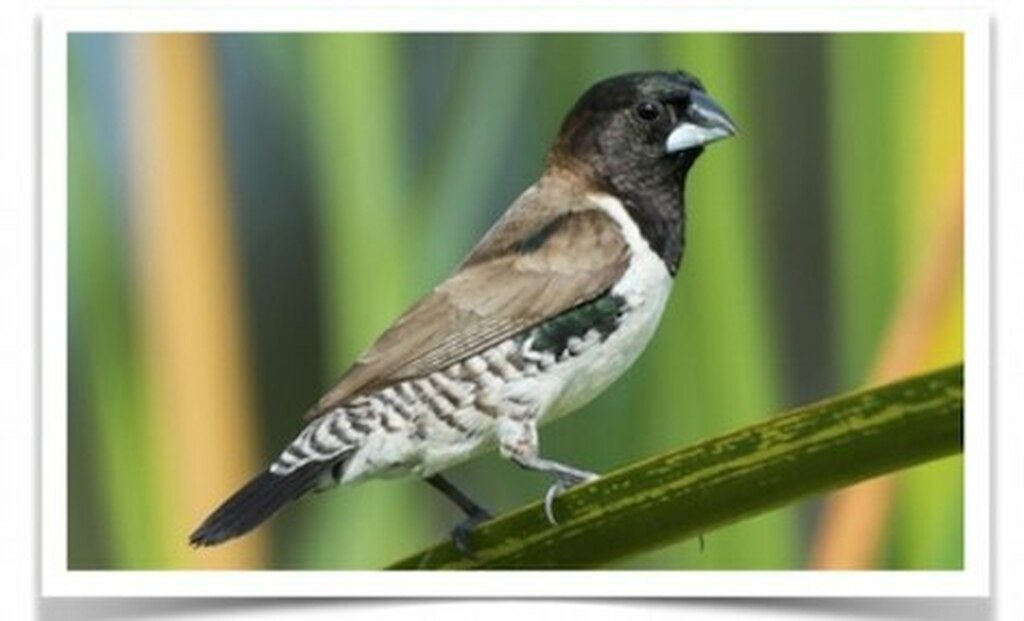 Buy Mannikin - Bronze Winged Online