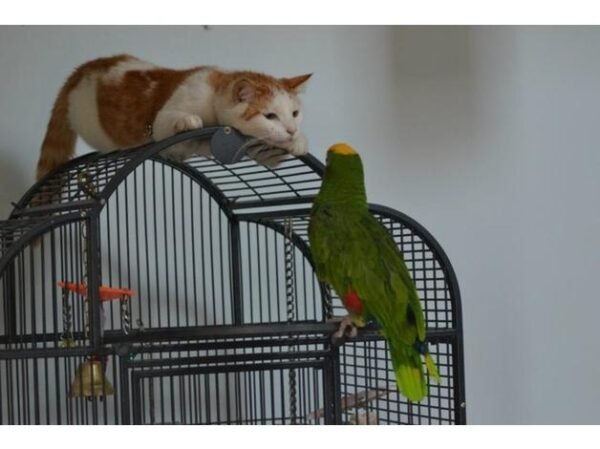 BUY AMAZON PARROTS FOR SALE - Image 3