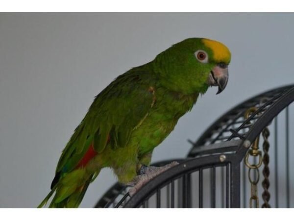 BUY AMAZON PARROTS FOR SALE - Image 4