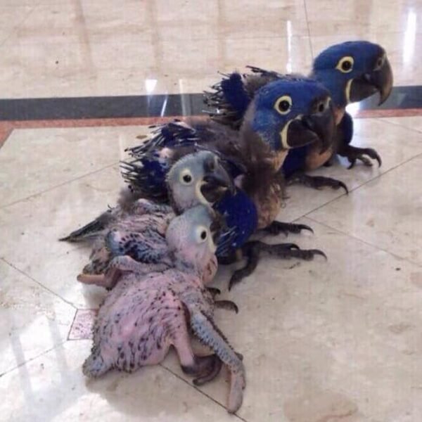Buy Baby Hyacinth Macaw Online - Image 3