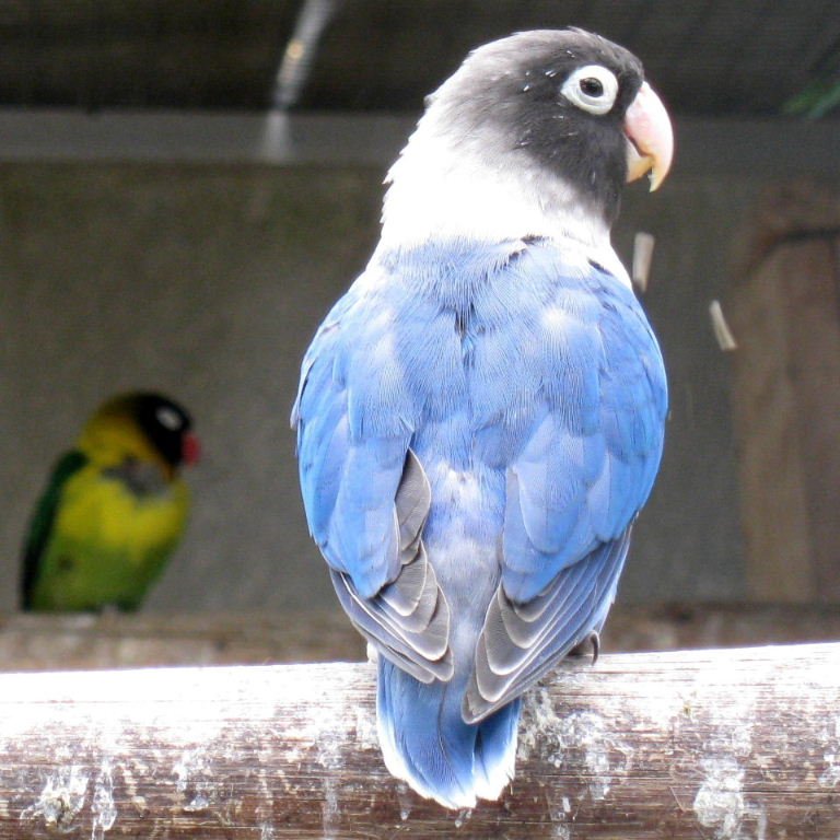BUY BLUE BLACK MASKED LOVEBIRDS FOR SALE - Image 3