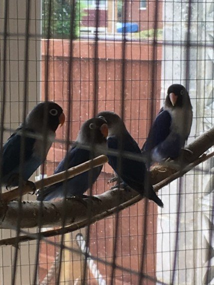 BUY BLUE BLACK MASKED LOVEBIRDS FOR SALE - Image 4