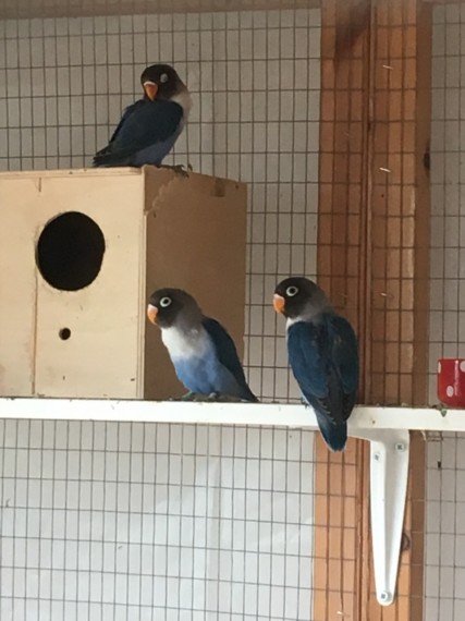 BUY BLUE BLACK MASKED LOVEBIRDS FOR SALE - Image 5