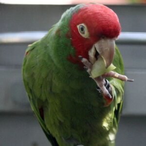 BUY CHERRY HEAD CONURE FOR SALE