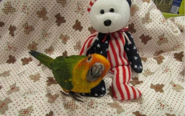 BUY CONURE FOR SALE
