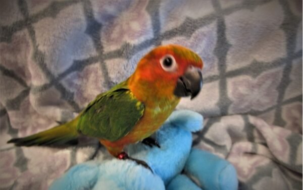 BUY CONURE FOR SALE - Image 2