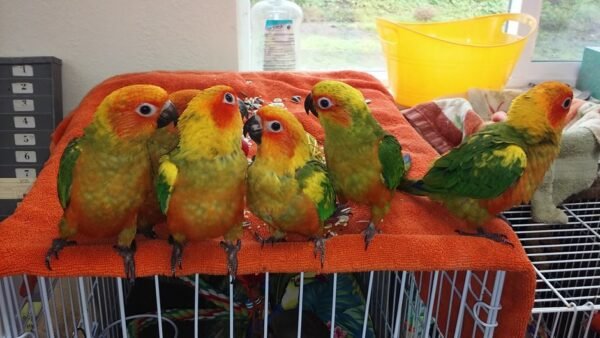 BUY CONURE FOR SALE - Image 5