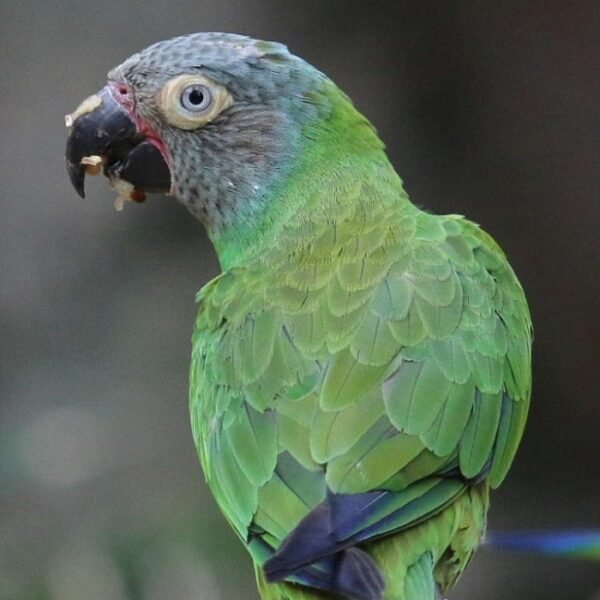 BUY DUSKY CONURE FOR SALE - Image 2