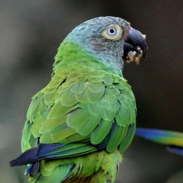 BUY DUSKY CONURE FOR SALE - Image 4
