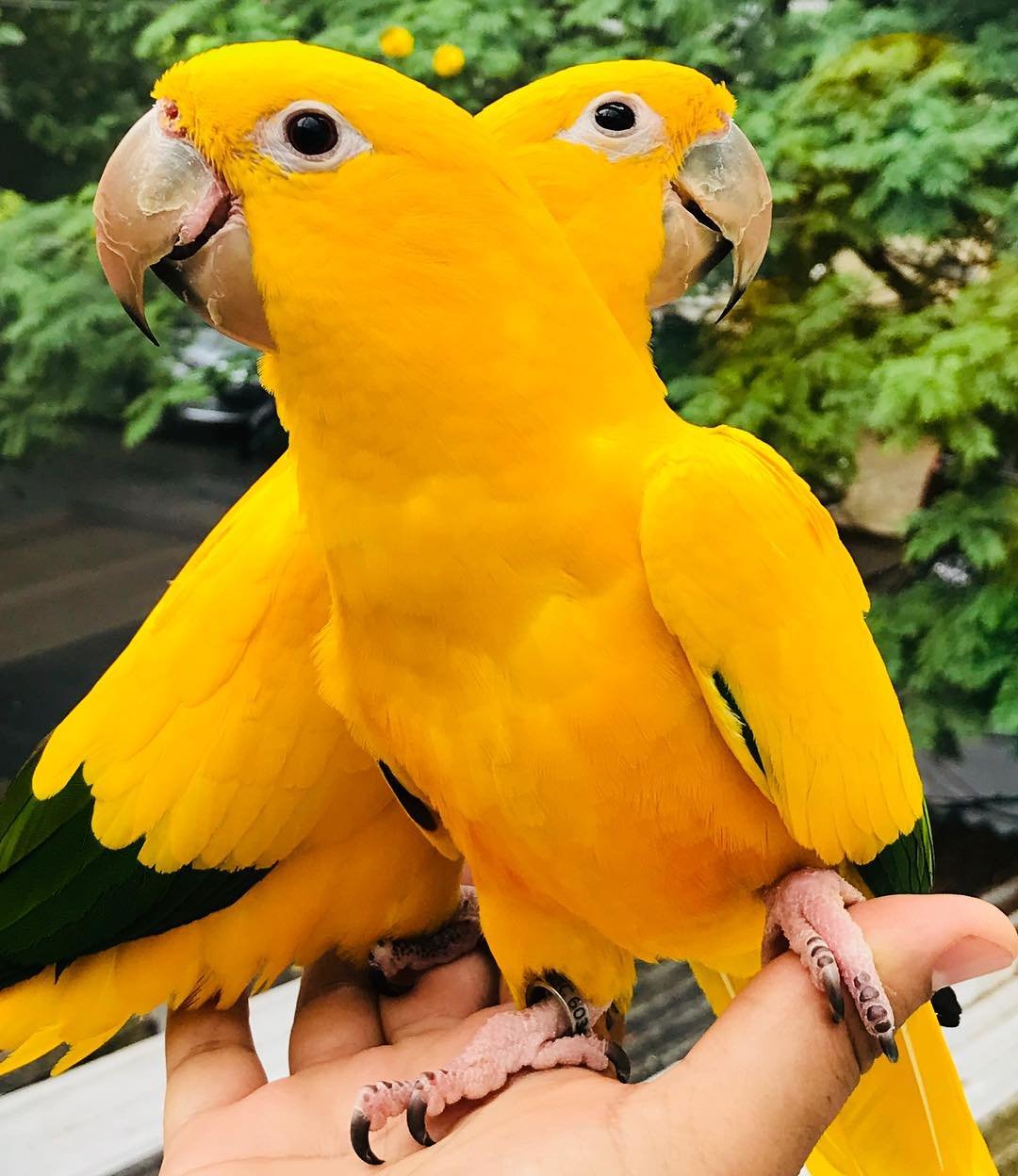 Buy Golden Conure Parakeet