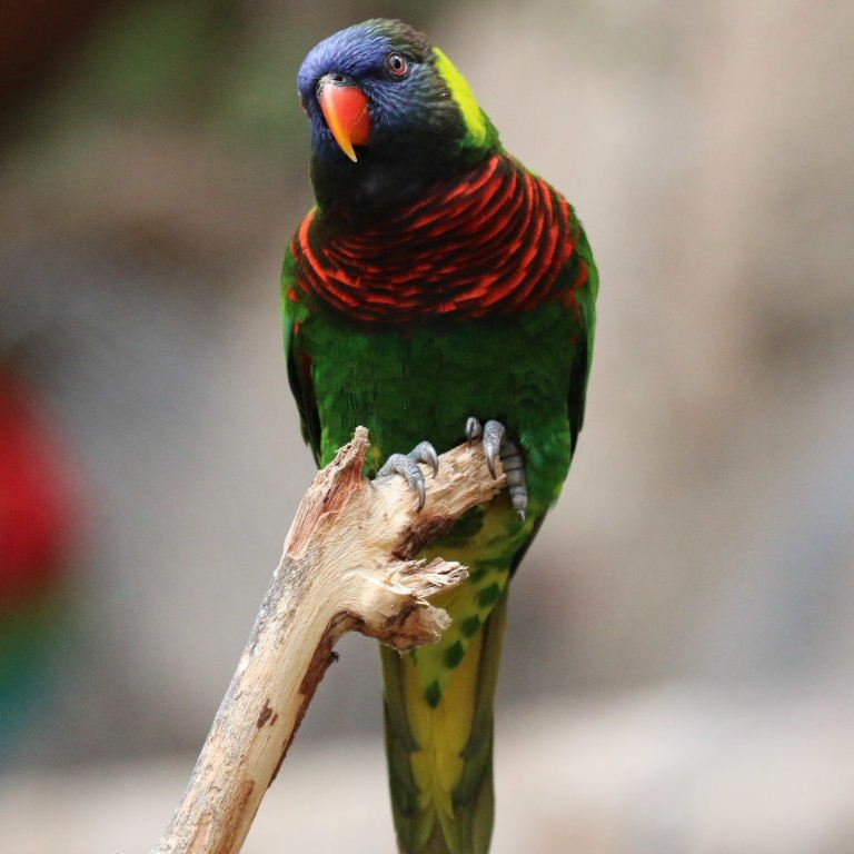 BUY GREEN NAPED LORIKEET - Image 2