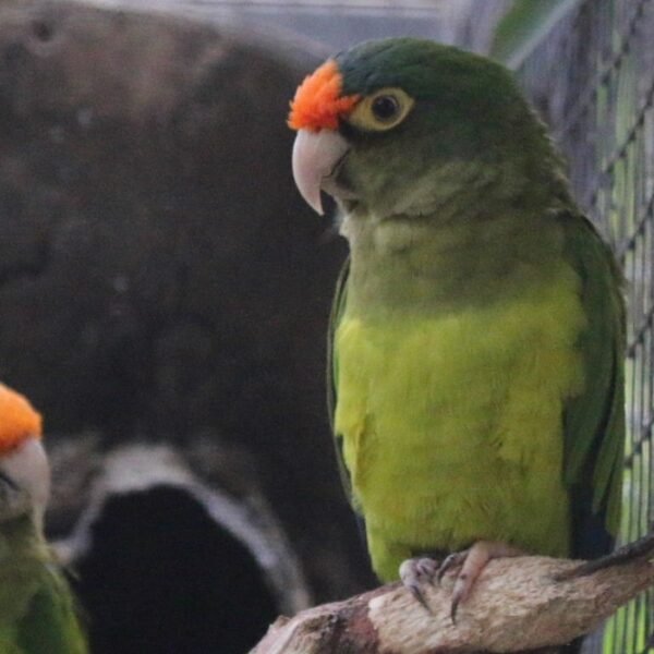 BUY HALF MOON CONURE - Image 2