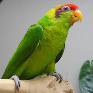 BUY IRIS LORIKEET FOR SALE