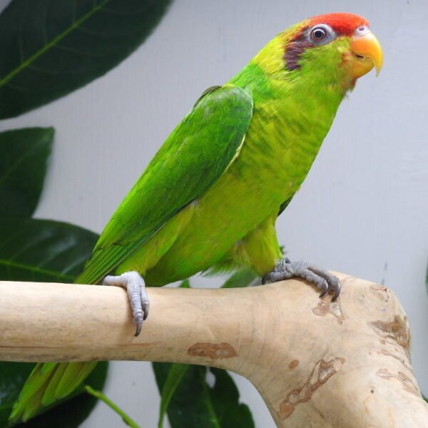 BUY IRIS LORIKEET FOR SALE - Image 2