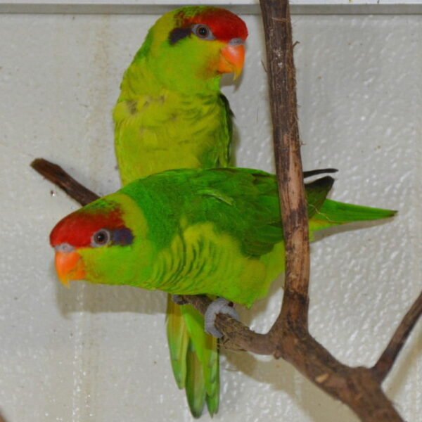 BUY IRIS LORIKEET FOR SALE - Image 3