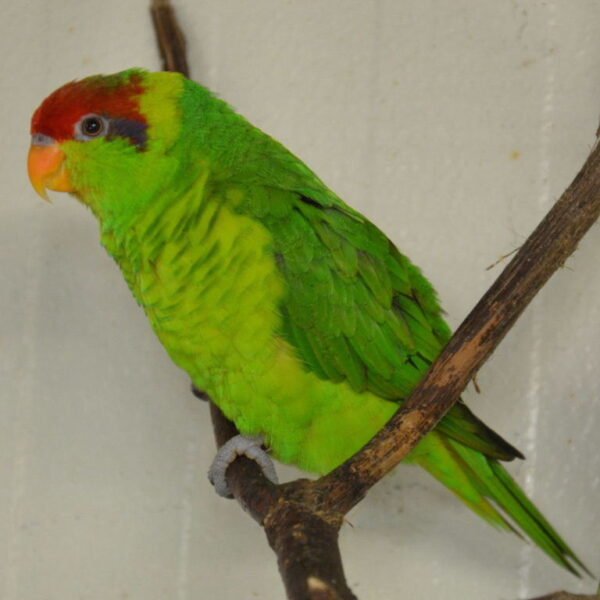 BUY IRIS LORIKEET FOR SALE - Image 4